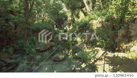 Lush greenery envelops a tranquil forest area with sunlight casting soft shadows. Stones and plants create a natural pathway leading into the verdant landscape. 130965450