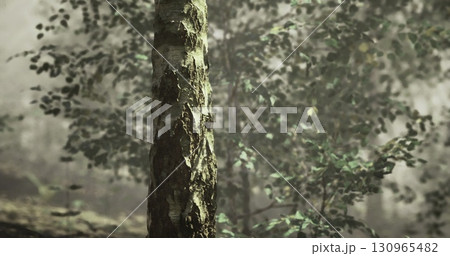 A close up view reveals the textured bark of a tree, with soft sunlight filtering through the dense foliage. Surrounding greenery enhances the peaceful atmosphere of the serene forest. A close up view reveals the textured bark of a tree, with soft sunlight filtering through the dense foliage. Surrounding greenery enhances the peaceful atmosphere of the serene forest. 130965482
