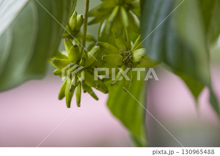 カンレンボクの木がトゲトゲの実を付けています。学名はCamptotheca acuminataです。 カンレンボクの木がトゲトゲの実を付けています。学名はCamptotheca acuminataです。 130965488