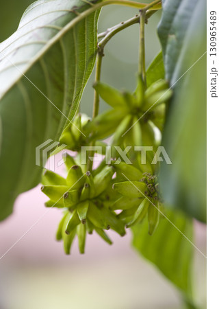 カンレンボクの木がトゲトゲの実を付けています。学名はCamptotheca acuminataです。 カンレンボクの木がトゲトゲの実を付けています。学名はCamptotheca acuminataです。 130965489