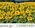 【山梨県】北杜市明野サンフラワーフェス 130965490