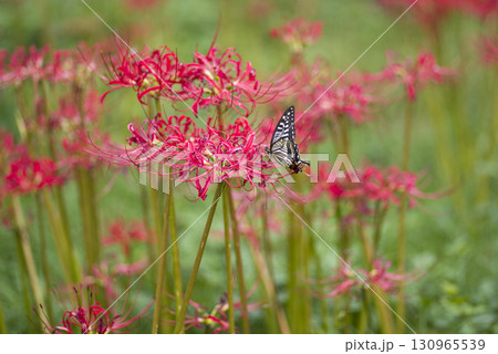 彼岸花（ヒガンバナ）の赤い花が咲いています。学名はLycoris radiataです。 130965539