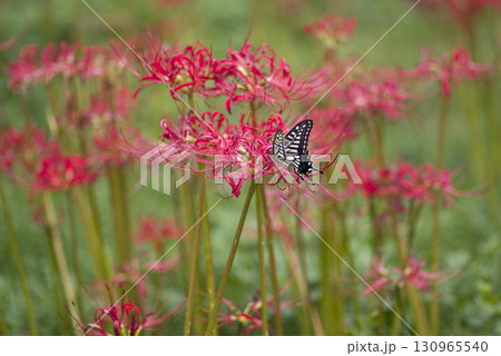 彼岸花(ヒガンバナ)の赤い花が咲いています。学名はLycoris radiataです。 彼岸花(ヒガンバナ)の赤い花が咲いています。学名はLycoris radiataです。 130965540