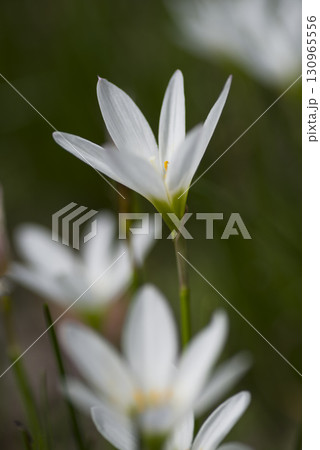 公園にタマスダレの白い花が咲いています。学名はZephyranthes candidaです。 130965556