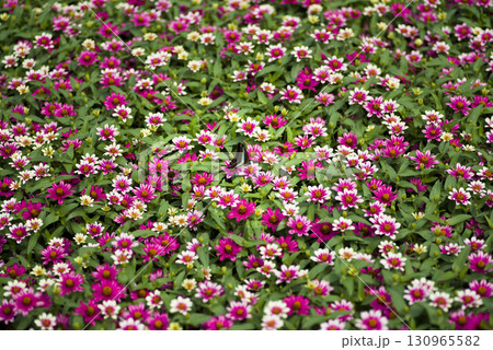 公園にジニアの花が咲いています。 130965582