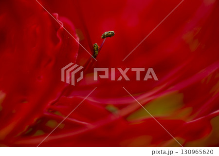 彼岸花（ヒガンバナ）の赤い花が咲いています。学名はLycoris radiataです。 130965620