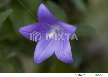 紫色のキキョウの花が咲いています。学名はPlatycodon grandiflorusです。 紫色のキキョウの花が咲いています。学名はPlatycodon grandiflorusです。 130965680