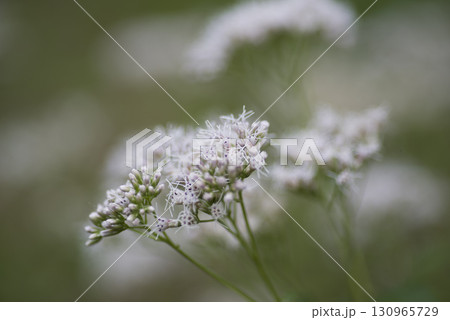 フジバカマの白い花が咲いています。学名はEupatorium japonicumです。 フジバカマの白い花が咲いています。学名はEupatorium japonicumです。 130965729