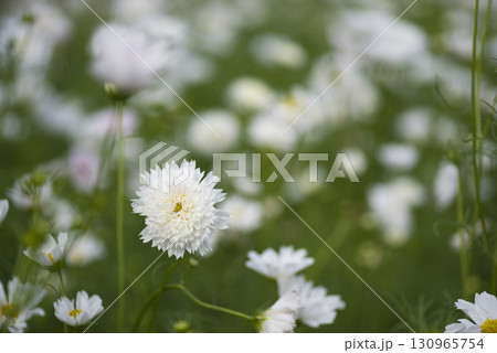 コスモス畑に白いコスモスの花が咲いています。 コスモス畑に白いコスモスの花が咲いています。 130965754