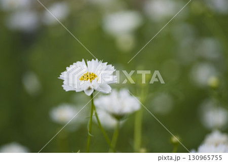 コスモス畑に白いコスモスの花が咲いています。 130965755