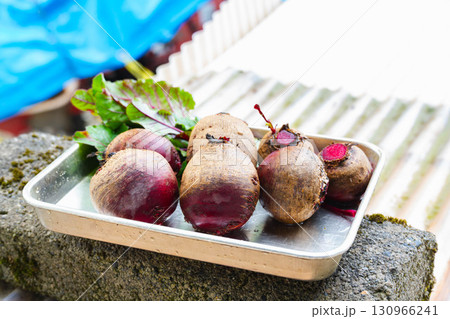 収獲したビーツ 130966241