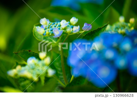 涸沼自然公園の紫陽花　茨城県茨城町 130966628