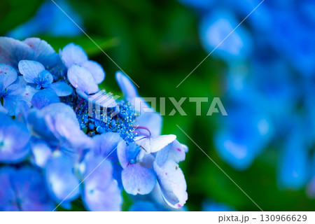涸沼自然公園の紫陽花 茨城県茨城町 涸沼自然公園の紫陽花 茨城県茨城町 130966629