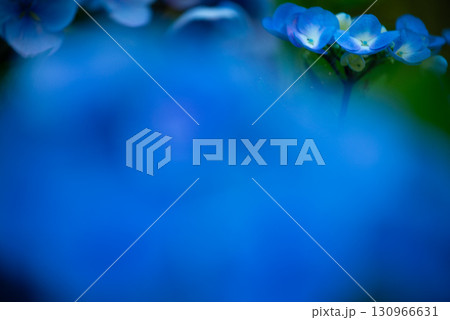 涸沼自然公園の紫陽花　茨城県茨城町 130966631