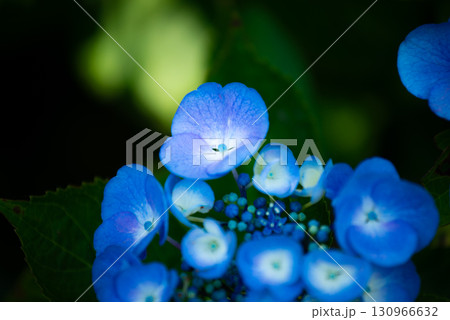 涸沼自然公園の紫陽花　茨城県茨城町 130966632