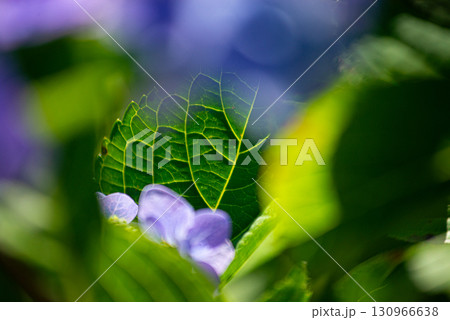 涸沼自然公園の紫陽花 茨城県茨城町 涸沼自然公園の紫陽花 茨城県茨城町 130966638