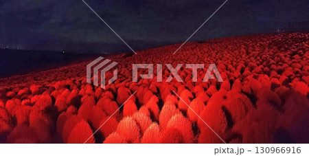 赤くライトアップされたコキアの丘 赤くライトアップされたコキアの丘 130966916
