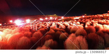 コキア畑の丘のライトアップ コキア畑の丘のライトアップ 130966917