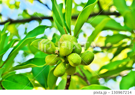 黄緑色のオガタマノキの実（秋、九月） 130967214