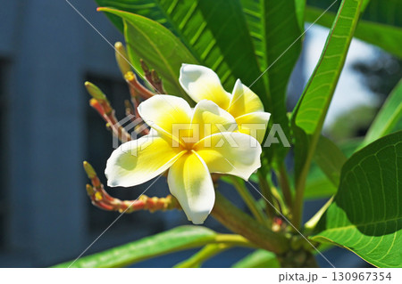 黄色いプルメリアの花（秋、九月） 130967354