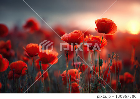 Close-up of a blooming red wild poppy field against a blurred sunset background. Magnificent scarlet poppies. 130967580