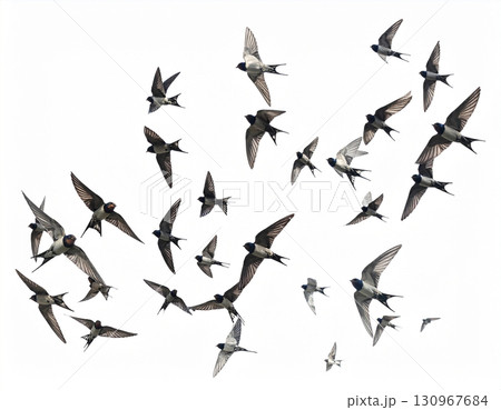 a flock of swallows flying 130967684