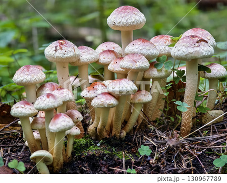 Group of colorful mushrooms growing in a lush forest during early morning light Group of colorful mushrooms growing in a lush forest during early morning light 130967789