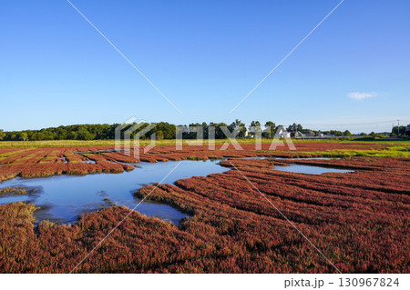 日本一サンゴ草群落地・網走国定公園 日本一サンゴ草群落地・網走国定公園 130967824