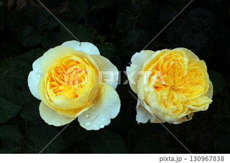 冠山総合公園のバラ 130967838