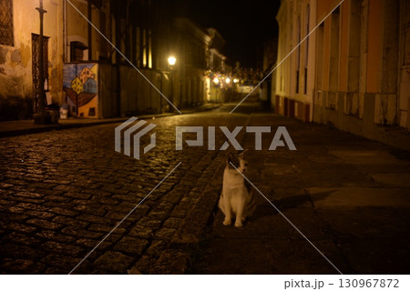 サン・ルイス、夜の街に佇む猫6 130967872