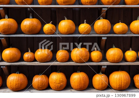 Row of many ripe orange white pumpkins decor wooden shelf barn wall farm yard barn fall harvest fest market. Halloween thanksgiving celebration symbol plant. Country rustic squash autumn background 130967899