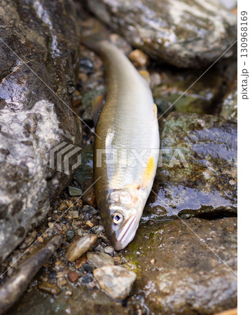 麗しい清流の鮎 麗しい清流の鮎 130968169