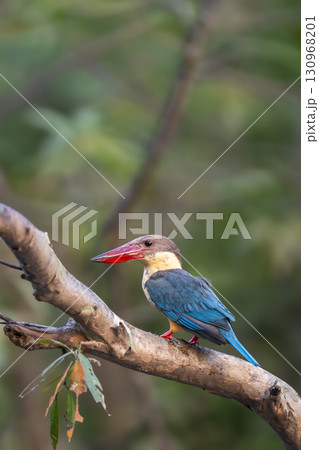 stork billed kingfisher or tree kingfisher Pelargopsis capensis bird perch in natural green background during summer season safari at jim corbett national park forest tiger reserve uttarakhand india 130968201