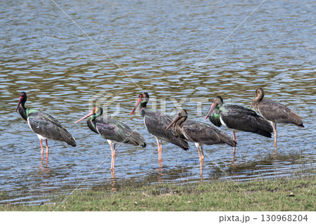 Wild Black stork or Ciconia nigra bird flock or family protrait in winter season migration at wetland of keoladeo national park bharatpur bird sanctuary rajasthan india 130968204