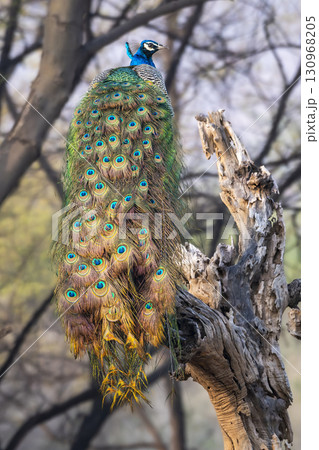 male Indian peafowl or Pavo cristatus or peacock in natural scenic winter season jungle safari perched on dead tree trunk at ranthambore national park forest tiger reserve rajasthan india asia 130968205