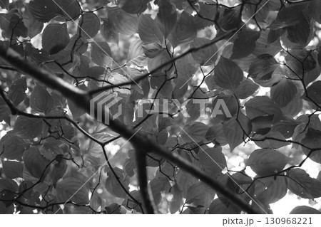 夏の日差しをたっぷりと浴びて輝くヤマボウシの葉。瑞々しい緑が森の夏を象徴しています。 130968221