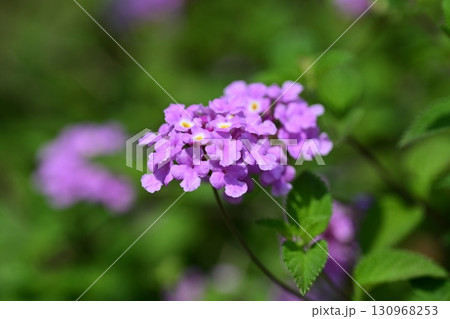 かわいいランタナ（コバノランタナ：Trailing lantana） 130968253