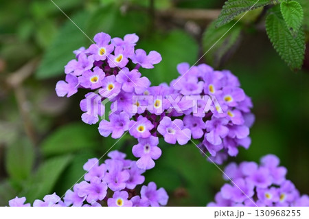 かわいいランタナ（コバノランタナ：Trailing lantana） 130968255