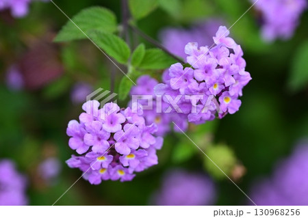 かわいいランタナ（コバノランタナ：Trailing lantana） 130968256
