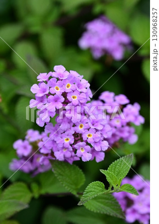 かわいいランタナ（コバノランタナ：Trailing lantana） 130968257