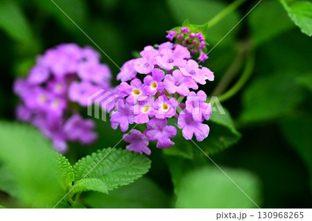 かわいいランタナ（コバノランタナ：Trailing lantana） 130968265