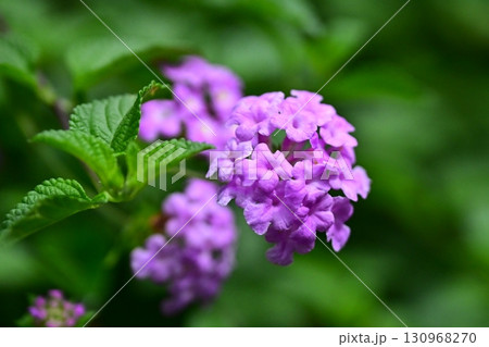 かわいいランタナ（コバノランタナ：Trailing lantana） 130968270
