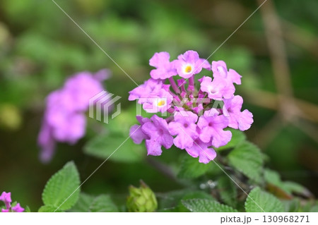 かわいいランタナ（コバノランタナ：Trailing lantana） 130968271