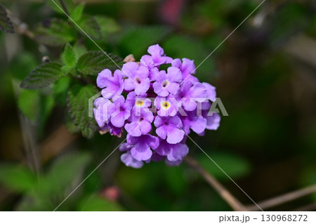 かわいいランタナ（コバノランタナ：Trailing lantana） 130968272