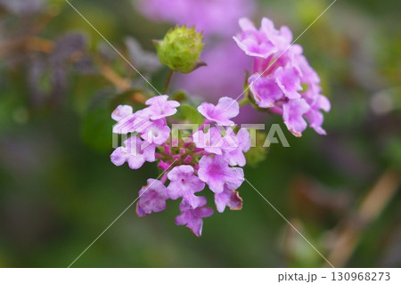 かわいいランタナ（コバノランタナ：Trailing lantana） 130968273