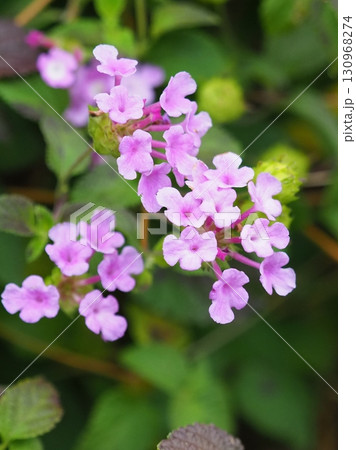 かわいいランタナ（コバノランタナ：Trailing lantana） 130968274