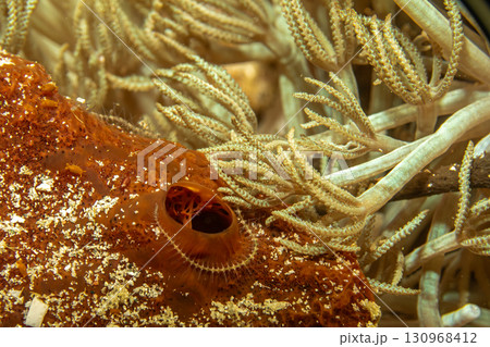 A super macro photo of hard and soft coral. Picture from Puerto Galera, Philippines 130968412