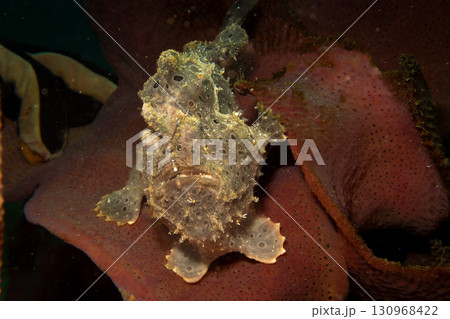 A painted frogfish, Antennarius pictus hiding in a marine environment. A painted frogfish, Antennarius pictus hiding in a marine environment. 130968422