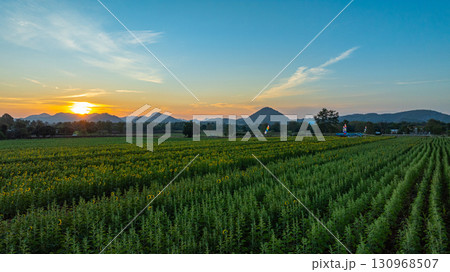 Aerial view of Scenery a field of yellow sunflowers in beautiful sunrise Aerial view of Scenery a field of yellow sunflowers in beautiful sunrise 130968507
