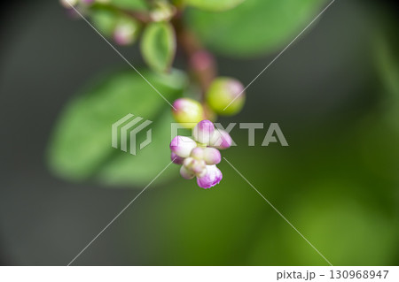 A super macro photo of white and purple buds in the spring time. Blurry green background A super macro photo of white and purple buds in the spring time. Blurry green background 130968947
